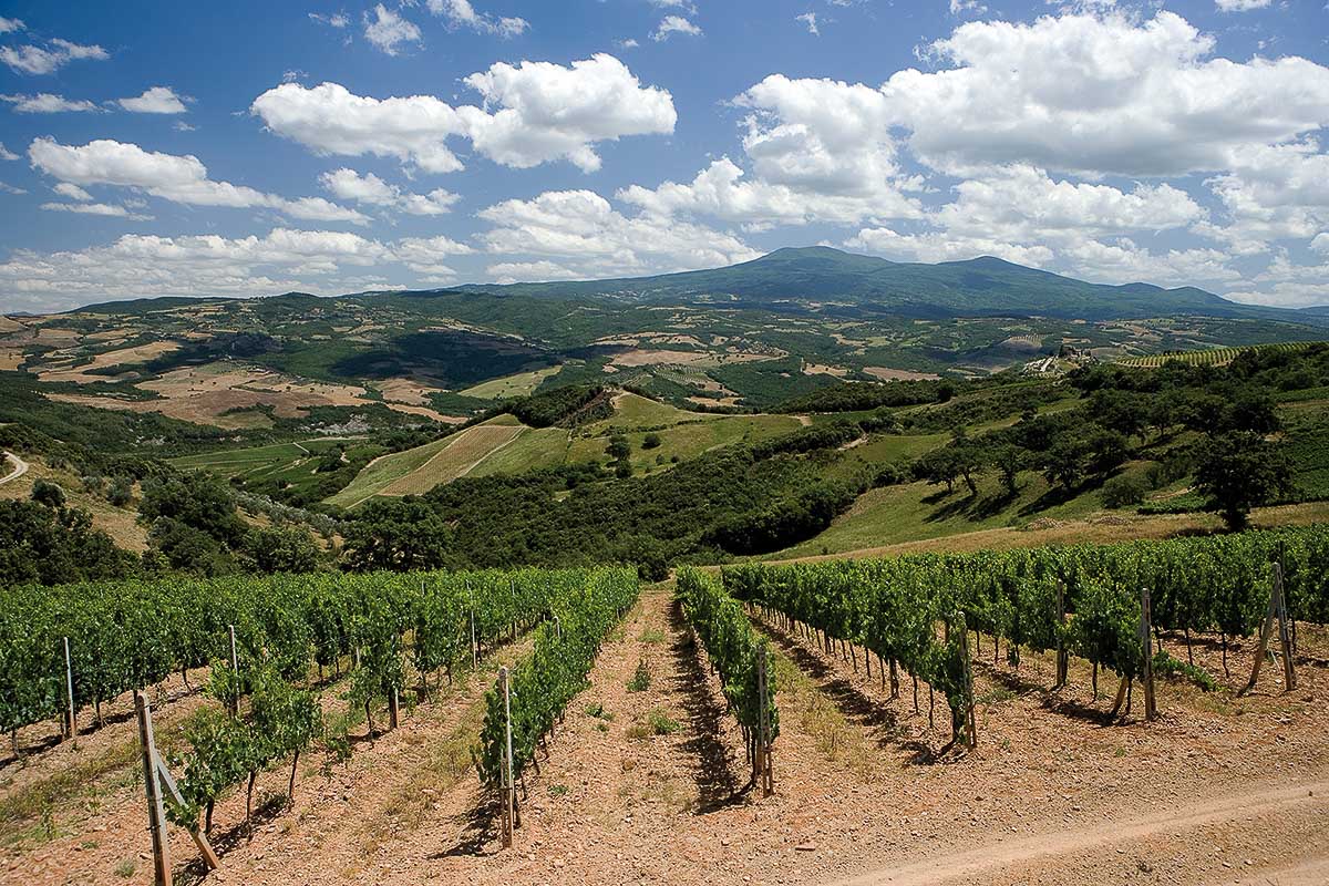 Il paesaggio della vite